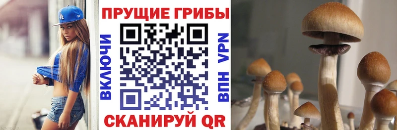 наркота  Островной  Псилоцибиновые грибы Psilocybe 